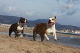 AMSTAFF  ADULT & PUPPIES 050